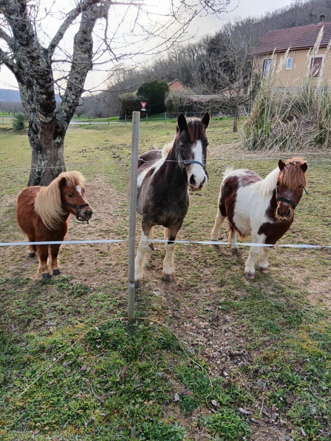 Gite Chez Pierrot - La Vallee Des Chateaux La Roque-Gageac Bagian luar foto